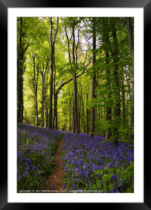 A walk in the bluebells Framed Mounted Print by Ann Biddlecombe