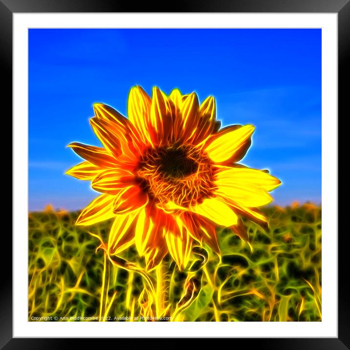Lone Sunflower Framed Mounted Print by Ann Biddlecombe