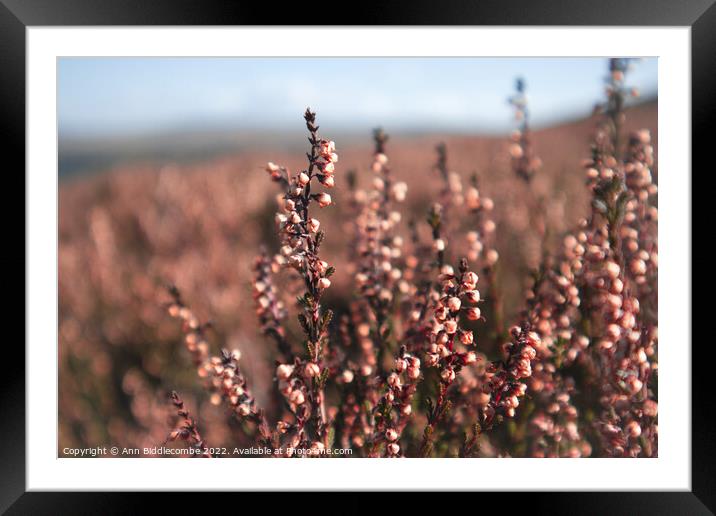 Heather on the peaks Framed Mounted Print by Ann Biddlecombe