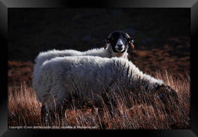 Swaledale sheep in the Peak District  Framed Print by Ann Biddlecombe