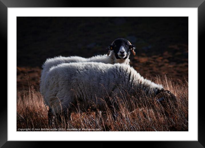 Swaledale sheep in the Peak District  Framed Mounted Print by Ann Biddlecombe