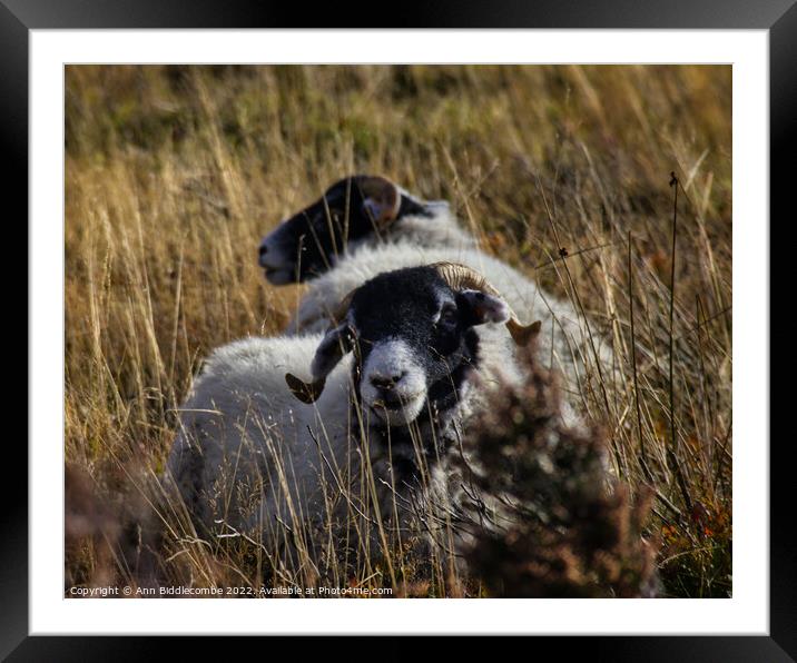 I see you Framed Mounted Print by Ann Biddlecombe