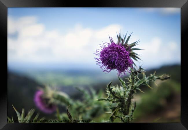 Thistles on the cliff at Cheddar Gorge Framed Print by Ann Biddlecombe