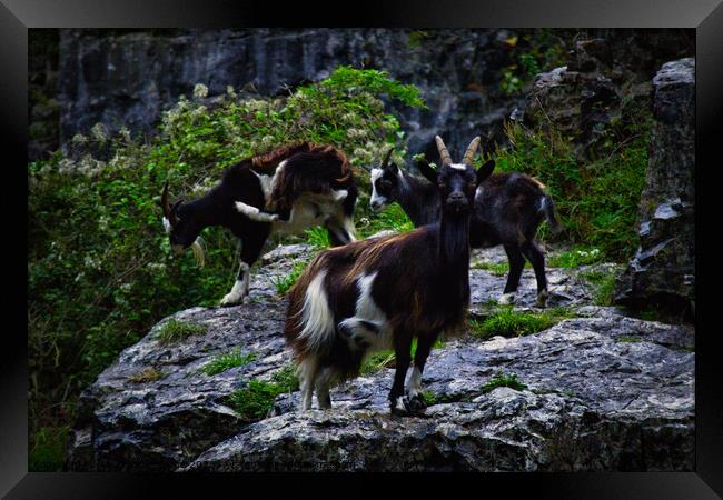 Cheddar Gorge Billy Goat Framed Print by Ann Biddlecombe