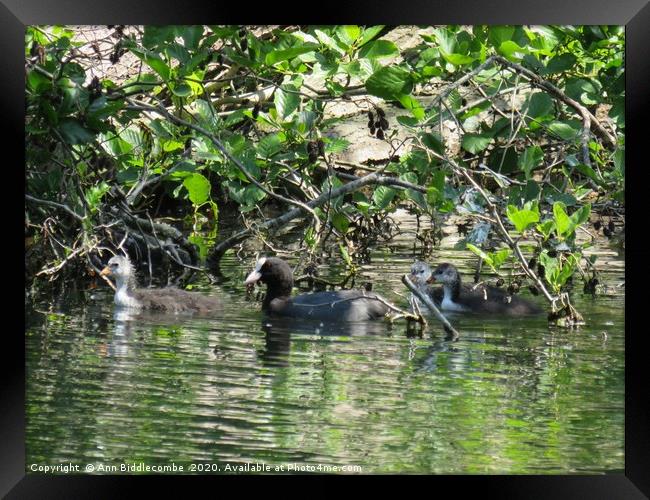 coot family out for a swim Framed Print by Ann Biddlecombe