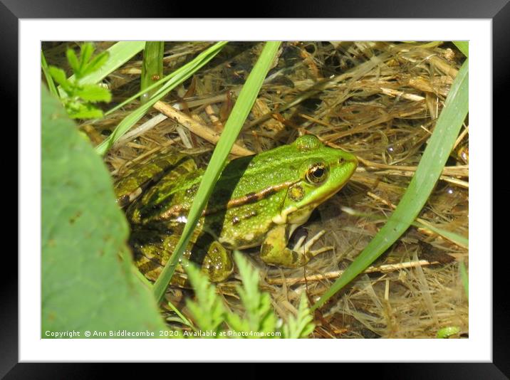 Green Frog Framed Mounted Print by Ann Biddlecombe