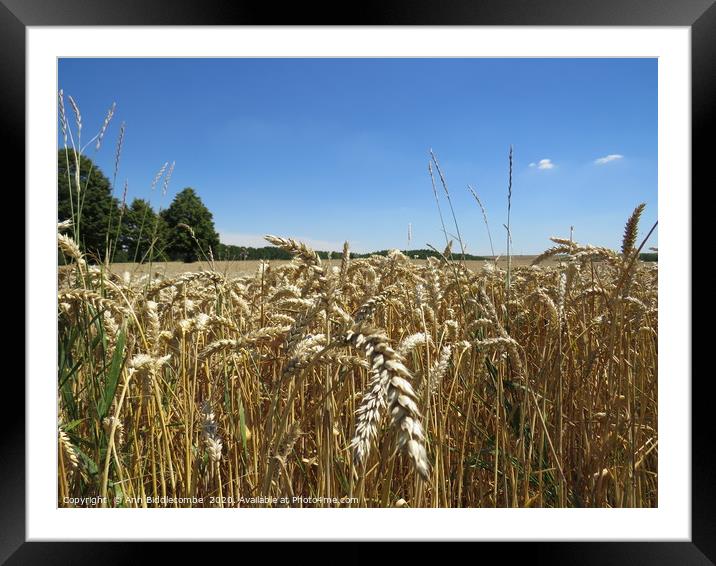 Field of Wheat Framed Mounted Print by Ann Biddlecombe