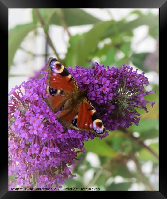                               Peacock butterfly  Framed Print by Ann Biddlecombe