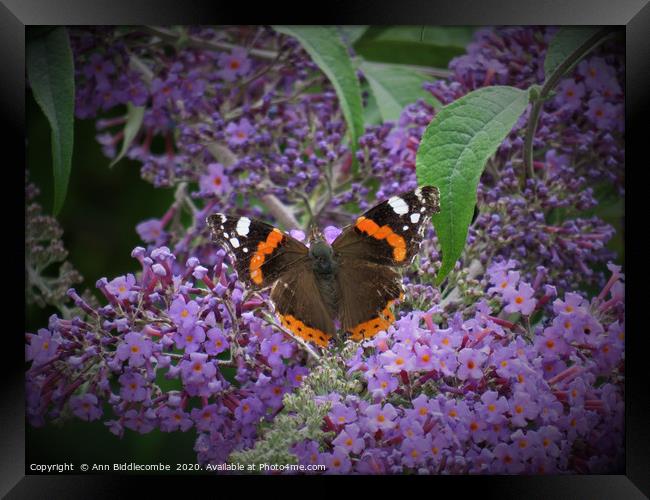 Red Admiral Butterfly Enjoying the Blossom Framed Print by Ann Biddlecombe