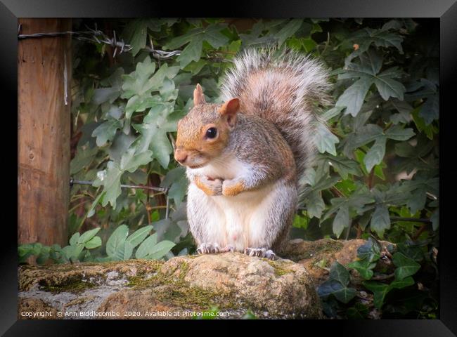 Look out Squirrel Framed Print by Ann Biddlecombe