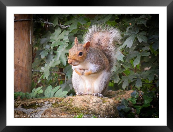 Look out Squirrel Framed Mounted Print by Ann Biddlecombe