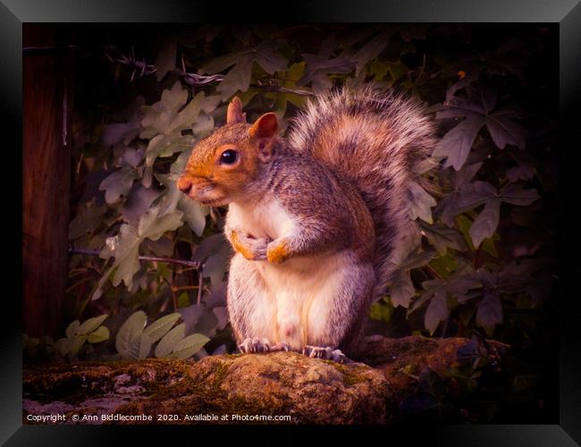 Watching Squirrel  Framed Print by Ann Biddlecombe