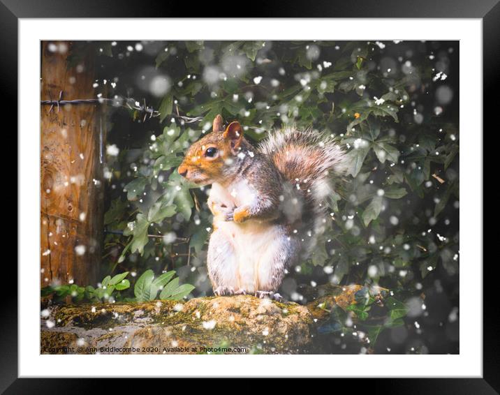 Winter Squirrel Framed Mounted Print by Ann Biddlecombe