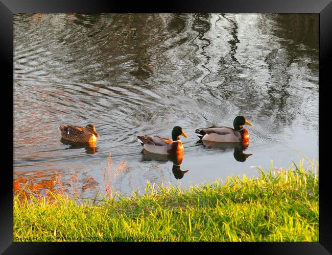 Three ducks swimming at sunset Framed Print by Ann Biddlecombe