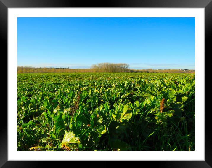 French turnip field Framed Mounted Print by Ann Biddlecombe
