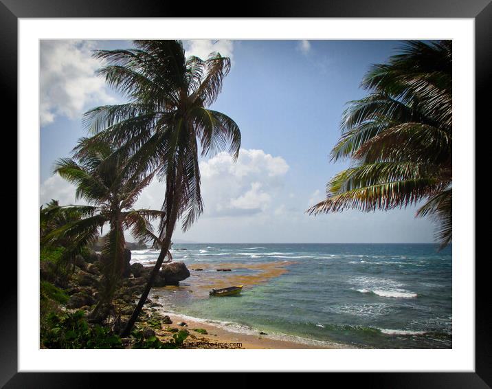 A lone yellow boat somewhere on the coast Barbados Framed Mounted Print by Ann Biddlecombe