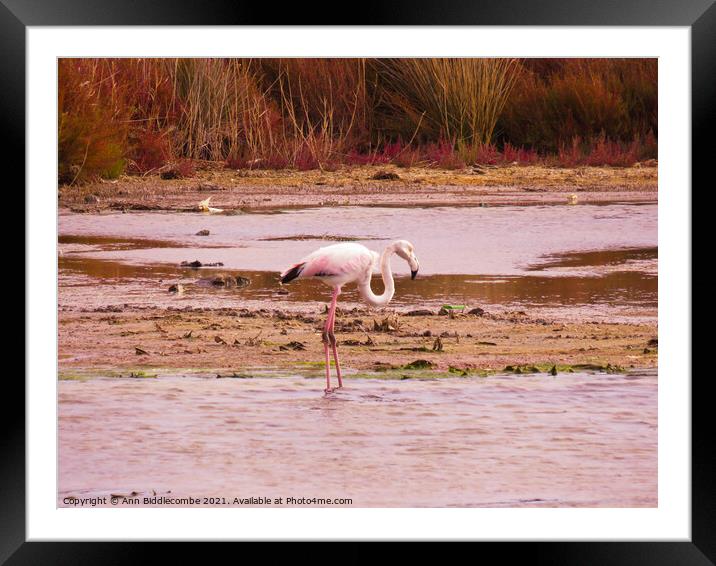Wild Flamingo standing in a pond in the south of F Framed Mounted Print by Ann Biddlecombe