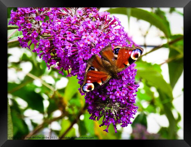 Peacock butterfly on purple flower Framed Print by Ann Biddlecombe