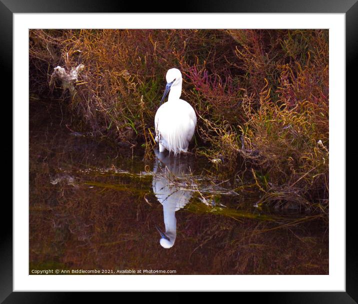 Little white heron looking for fish Framed Mounted Print by Ann Biddlecombe