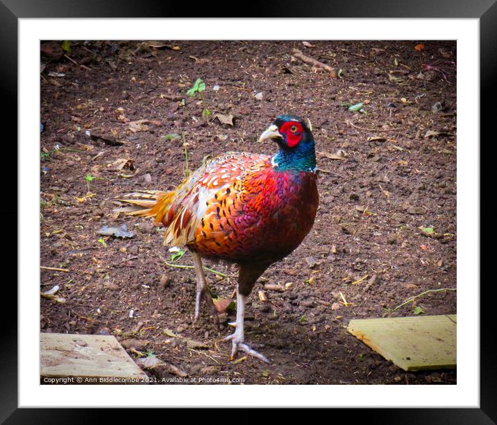 Common Pheasant Framed Mounted Print by Ann Biddlecombe