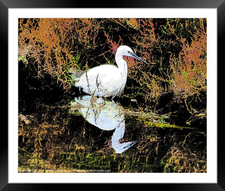 A snowy egret looking for food Framed Mounted Print by Ann Biddlecombe
