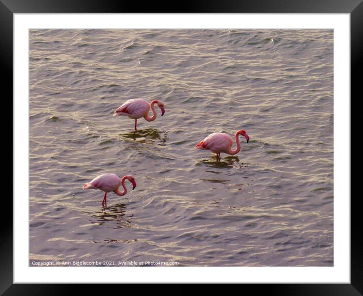 Three European Pink Flamingos Framed Mounted Print by Ann Biddlecombe