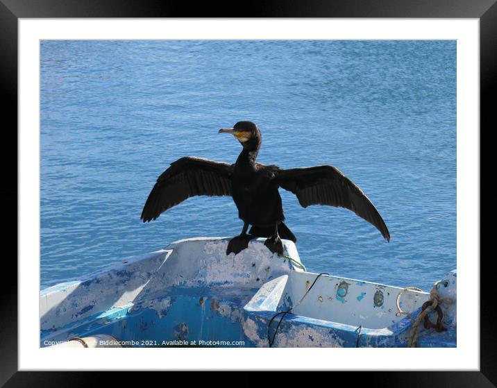 Local cormorant drying his wings Framed Mounted Print by Ann Biddlecombe