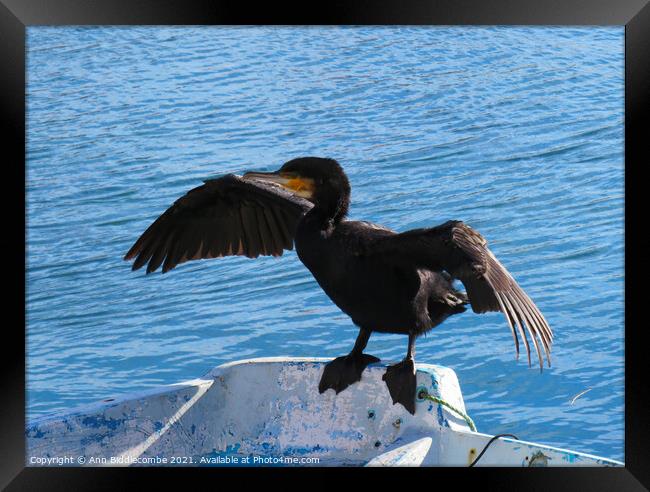Cormorant drying his wings Framed Print by Ann Biddlecombe