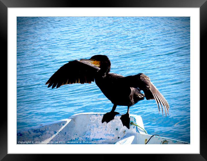 Cormorant drying his wings with darkened edges Framed Mounted Print by Ann Biddlecombe