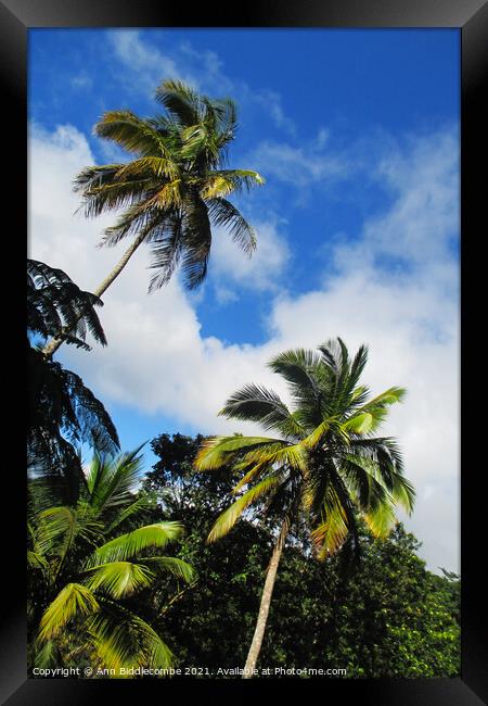 Tropical palm trees looking to the sky Framed Print by Ann Biddlecombe