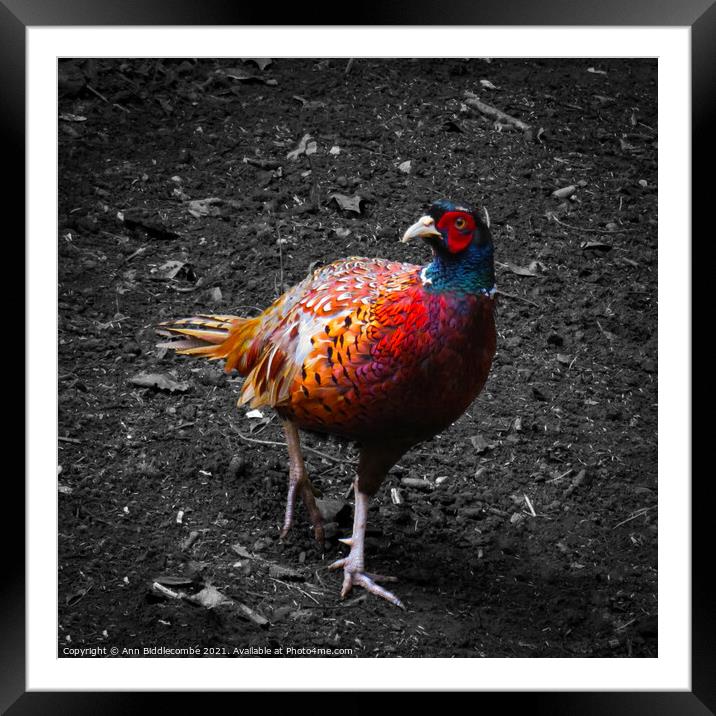 Pheasant  in colour with monochrome background Framed Mounted Print by Ann Biddlecombe
