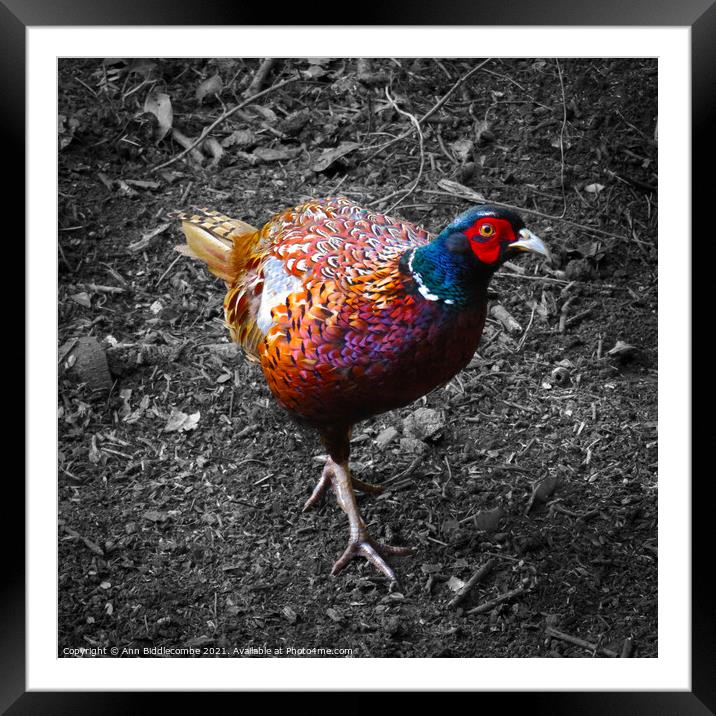 Pheasant looking, in color with monochrome backgro Framed Mounted Print by Ann Biddlecombe