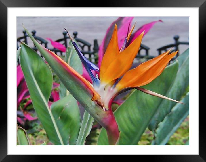 Bird of Paradise Framed Mounted Print by Patricia Fatta