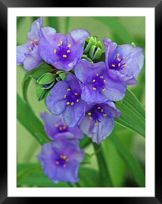Blue Flower Cluster Framed Mounted Print by Patricia Fatta