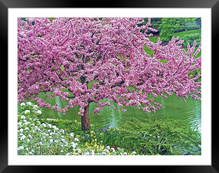 Flowering Tree Over Water Framed Mounted Print by Patricia Fatta