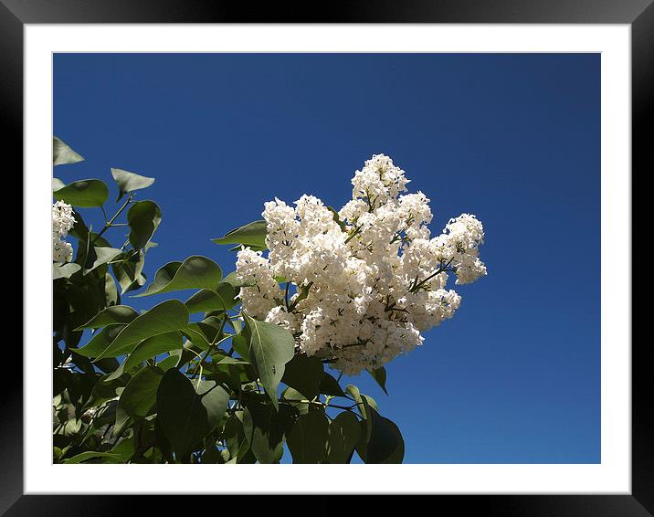 Spring lilacs Framed Mounted Print by Gary Bass