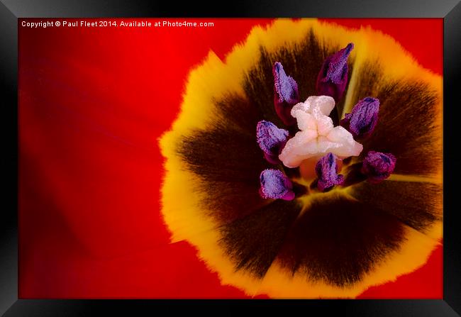 Tulip flower Framed Print by Paul Fleet