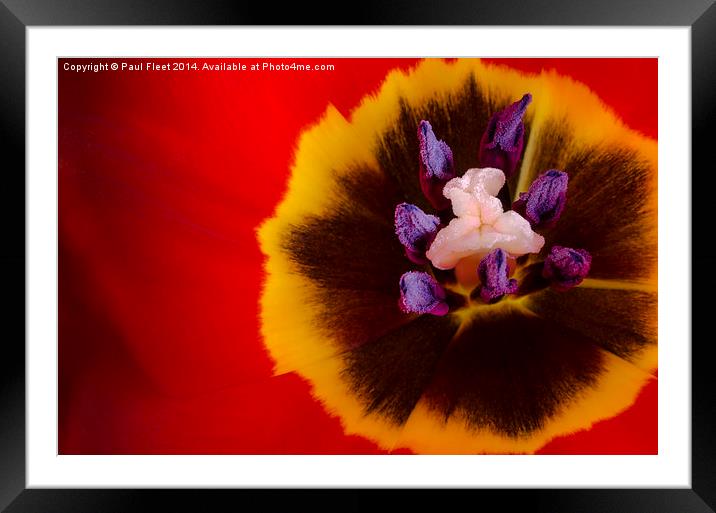 Tulip flower Framed Mounted Print by Paul Fleet