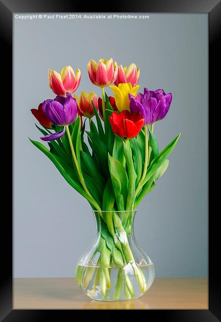 Tulips Framed Print by Paul Fleet
