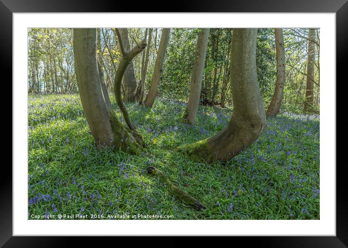 Ancient Bluebell Wood Framed Mounted Print by Paul Fleet