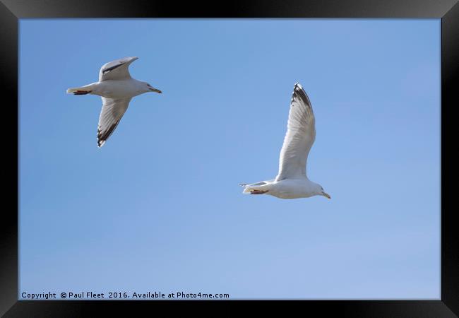 Herring Gulls In Flight Framed Print by Paul Fleet