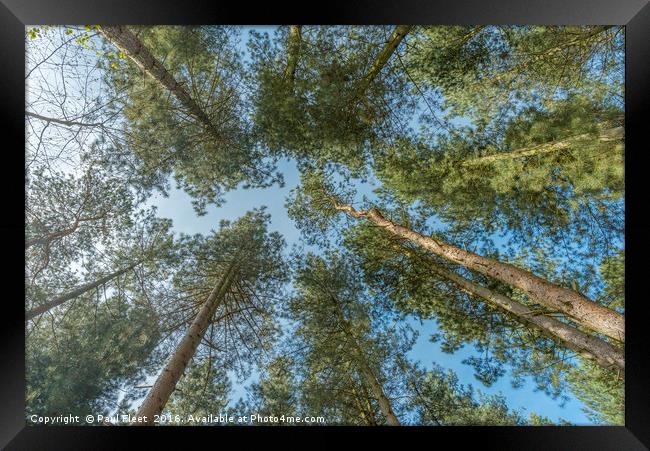 Looking Up Through Trees Framed Print by Paul Fleet