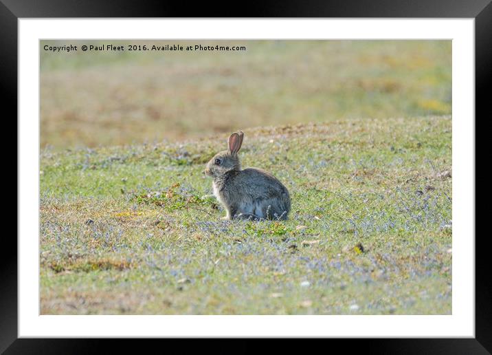 Little Grey Rabbit Framed Mounted Print by Paul Fleet