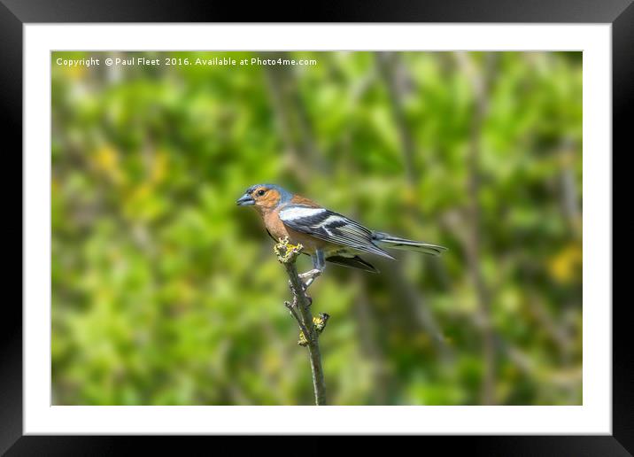 Chaffinch Perched on a Branch Framed Mounted Print by Paul Fleet