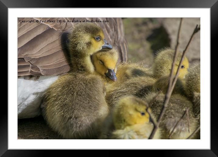 Canada Goose Goslings Framed Mounted Print by Paul Fleet
