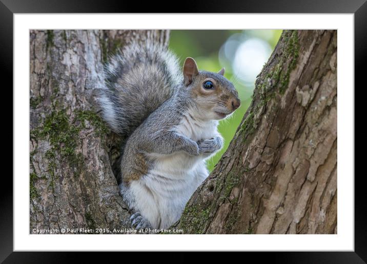Gray Squirrel Resting in a Tree Framed Mounted Print by Paul Fleet