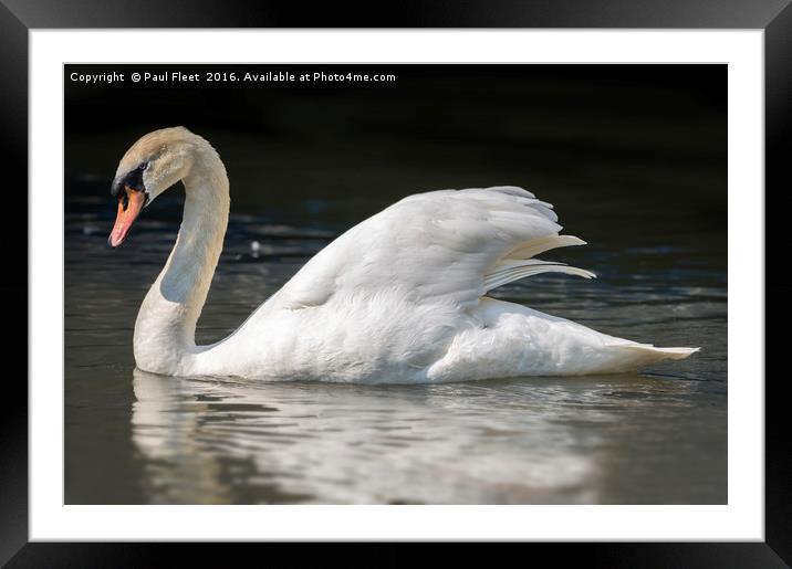 Mute Swan on a Lake Framed Mounted Print by Paul Fleet