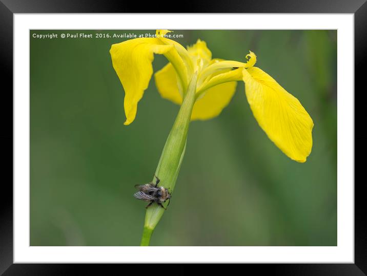 Yellow Iris with Wild Bee Framed Mounted Print by Paul Fleet
