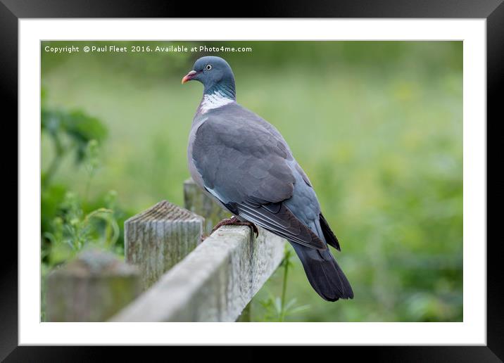 Proud Wood Pigeon Framed Mounted Print by Paul Fleet