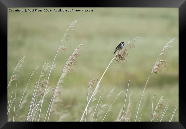 Reed Bunting Background Framed Print by Paul Fleet